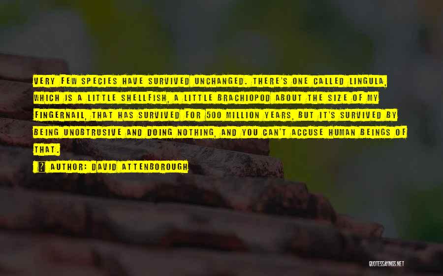 David Attenborough Quotes: Very Few Species Have Survived Unchanged. There's One Called Lingula, Which Is A Little Shellfish, A Little Brachiopod About The