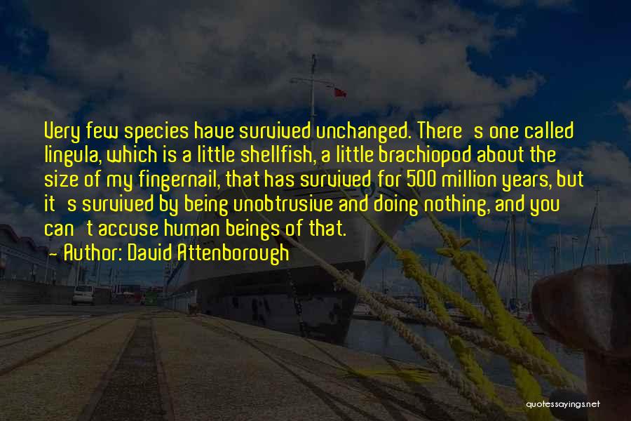 David Attenborough Quotes: Very Few Species Have Survived Unchanged. There's One Called Lingula, Which Is A Little Shellfish, A Little Brachiopod About The