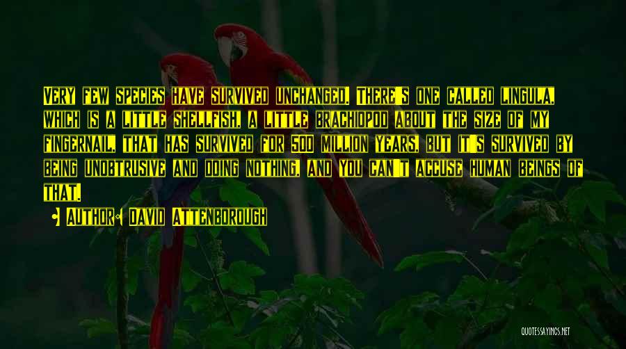 David Attenborough Quotes: Very Few Species Have Survived Unchanged. There's One Called Lingula, Which Is A Little Shellfish, A Little Brachiopod About The