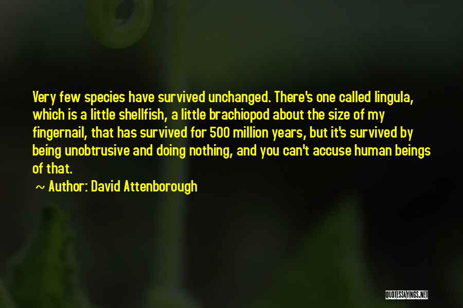 David Attenborough Quotes: Very Few Species Have Survived Unchanged. There's One Called Lingula, Which Is A Little Shellfish, A Little Brachiopod About The