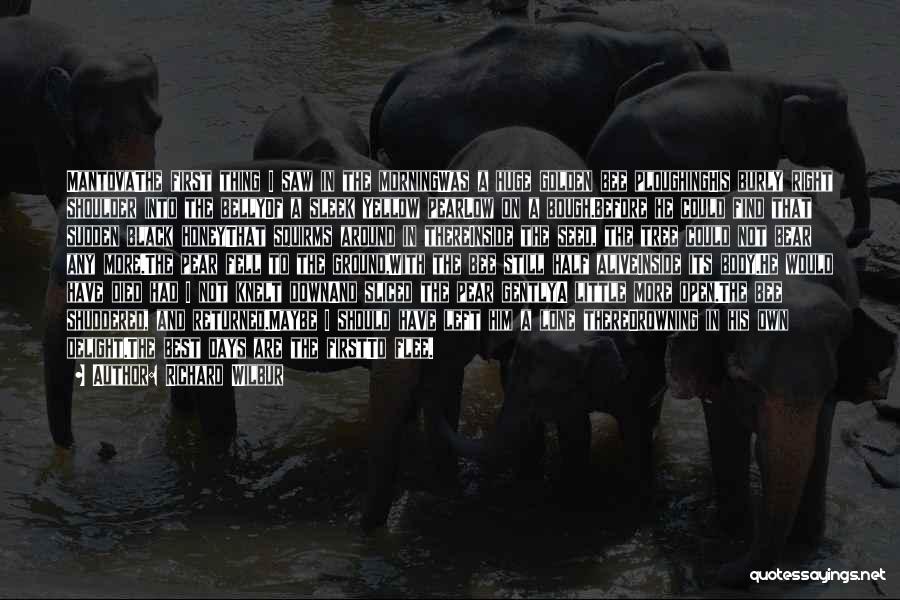 Richard Wilbur Quotes: Mantovathe First Thing I Saw In The Morningwas A Huge Golden Bee Ploughinghis Burly Right Shoulder Into The Bellyof A