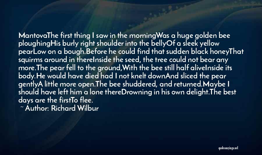 Richard Wilbur Quotes: Mantovathe First Thing I Saw In The Morningwas A Huge Golden Bee Ploughinghis Burly Right Shoulder Into The Bellyof A