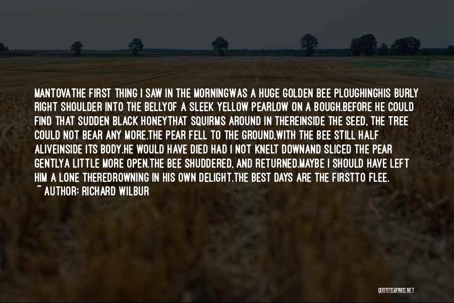 Richard Wilbur Quotes: Mantovathe First Thing I Saw In The Morningwas A Huge Golden Bee Ploughinghis Burly Right Shoulder Into The Bellyof A