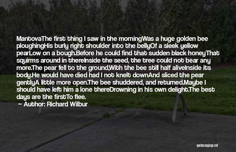 Richard Wilbur Quotes: Mantovathe First Thing I Saw In The Morningwas A Huge Golden Bee Ploughinghis Burly Right Shoulder Into The Bellyof A