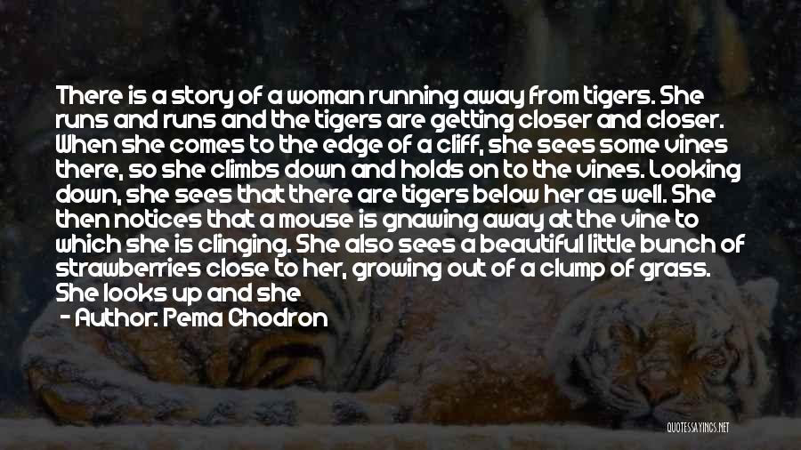 Pema Chodron Quotes: There Is A Story Of A Woman Running Away From Tigers. She Runs And Runs And The Tigers Are Getting