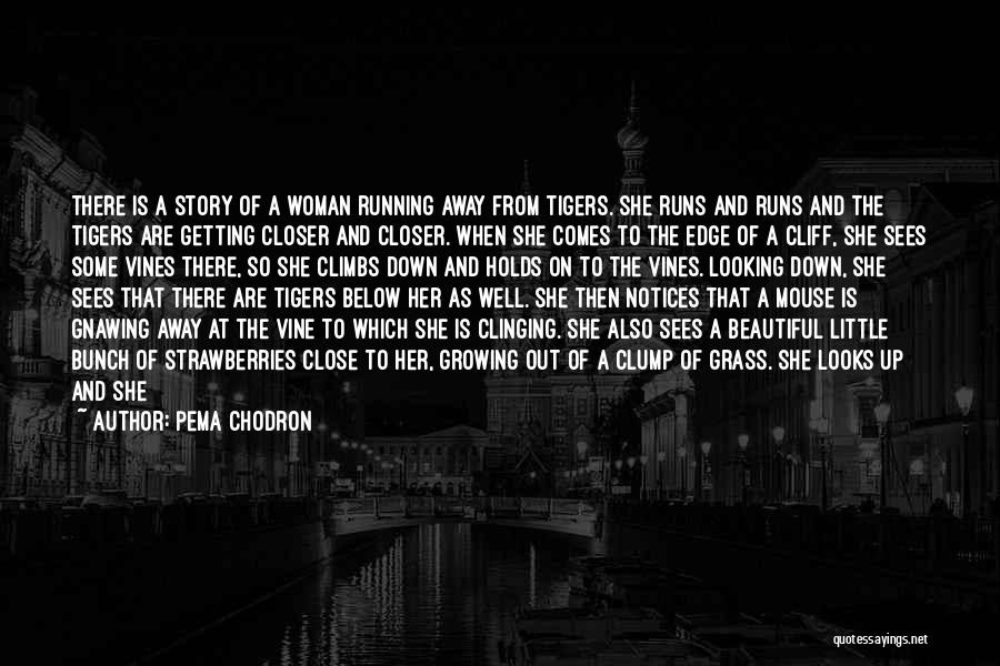 Pema Chodron Quotes: There Is A Story Of A Woman Running Away From Tigers. She Runs And Runs And The Tigers Are Getting