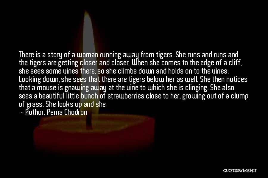 Pema Chodron Quotes: There Is A Story Of A Woman Running Away From Tigers. She Runs And Runs And The Tigers Are Getting