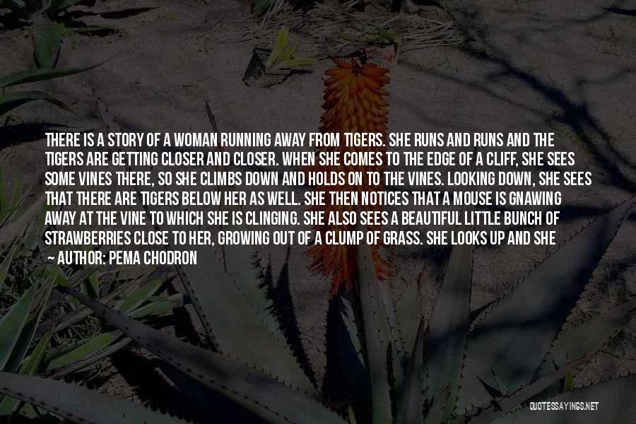 Pema Chodron Quotes: There Is A Story Of A Woman Running Away From Tigers. She Runs And Runs And The Tigers Are Getting