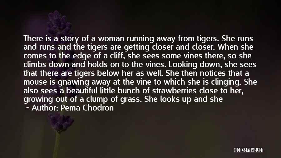 Pema Chodron Quotes: There Is A Story Of A Woman Running Away From Tigers. She Runs And Runs And The Tigers Are Getting