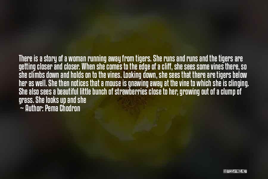 Pema Chodron Quotes: There Is A Story Of A Woman Running Away From Tigers. She Runs And Runs And The Tigers Are Getting