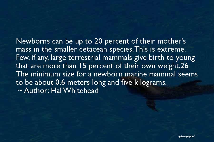 Hal Whitehead Quotes: Newborns Can Be Up To 20 Percent Of Their Mother's Mass In The Smaller Cetacean Species. This Is Extreme. Few,