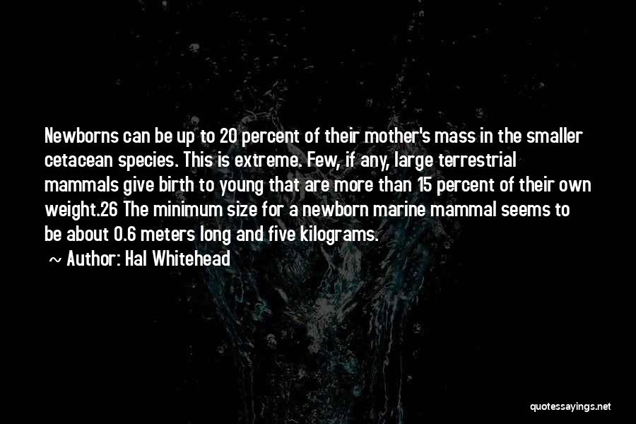 Hal Whitehead Quotes: Newborns Can Be Up To 20 Percent Of Their Mother's Mass In The Smaller Cetacean Species. This Is Extreme. Few,