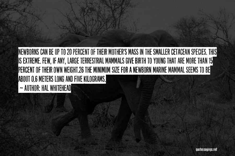 Hal Whitehead Quotes: Newborns Can Be Up To 20 Percent Of Their Mother's Mass In The Smaller Cetacean Species. This Is Extreme. Few,