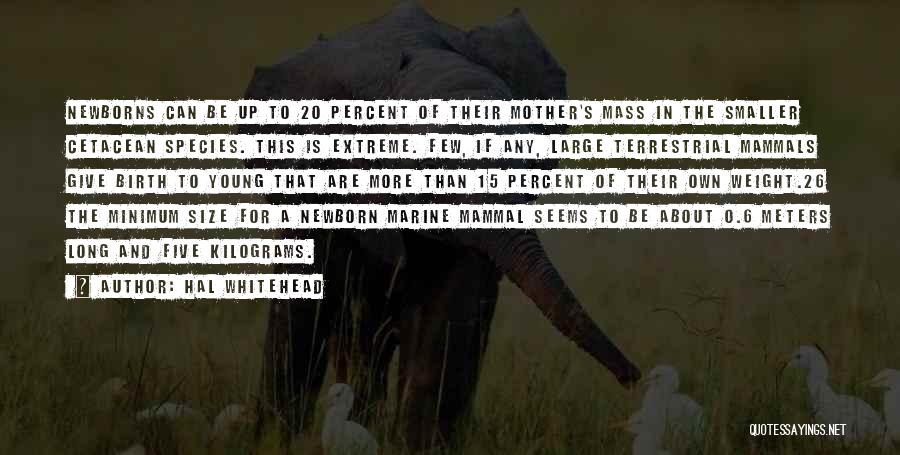 Hal Whitehead Quotes: Newborns Can Be Up To 20 Percent Of Their Mother's Mass In The Smaller Cetacean Species. This Is Extreme. Few,