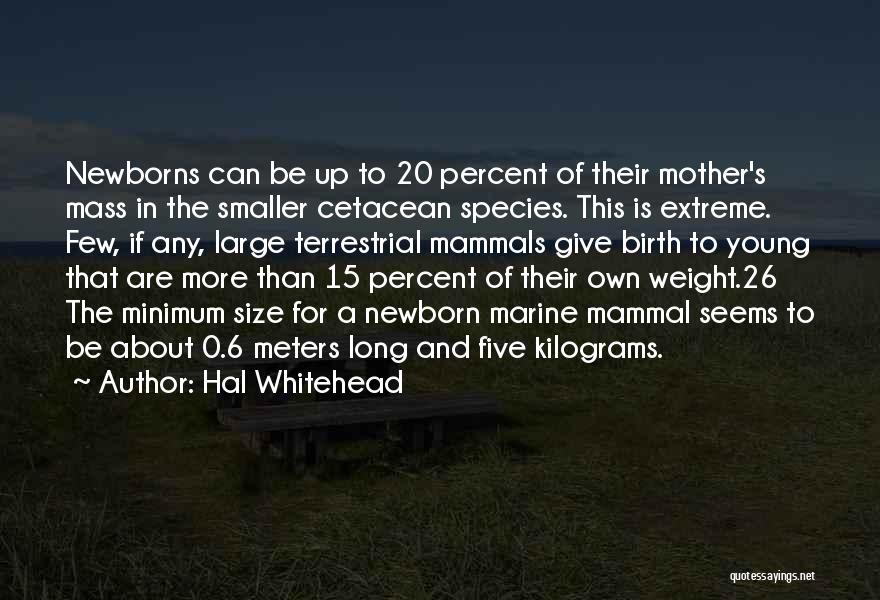 Hal Whitehead Quotes: Newborns Can Be Up To 20 Percent Of Their Mother's Mass In The Smaller Cetacean Species. This Is Extreme. Few,