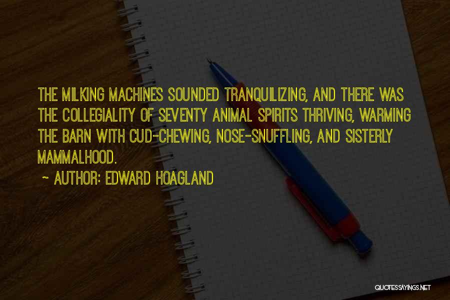 Edward Hoagland Quotes: The Milking Machines Sounded Tranquilizing, And There Was The Collegiality Of Seventy Animal Spirits Thriving, Warming The Barn With Cud-chewing,