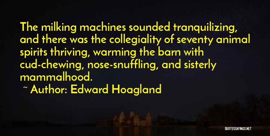 Edward Hoagland Quotes: The Milking Machines Sounded Tranquilizing, And There Was The Collegiality Of Seventy Animal Spirits Thriving, Warming The Barn With Cud-chewing,