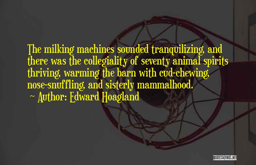 Edward Hoagland Quotes: The Milking Machines Sounded Tranquilizing, And There Was The Collegiality Of Seventy Animal Spirits Thriving, Warming The Barn With Cud-chewing,