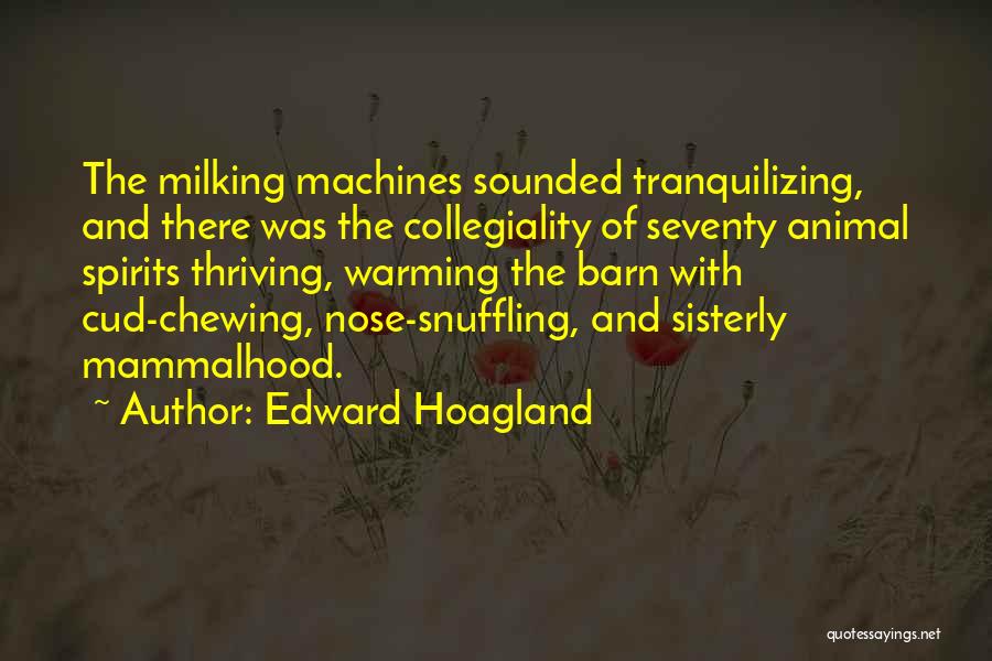 Edward Hoagland Quotes: The Milking Machines Sounded Tranquilizing, And There Was The Collegiality Of Seventy Animal Spirits Thriving, Warming The Barn With Cud-chewing,