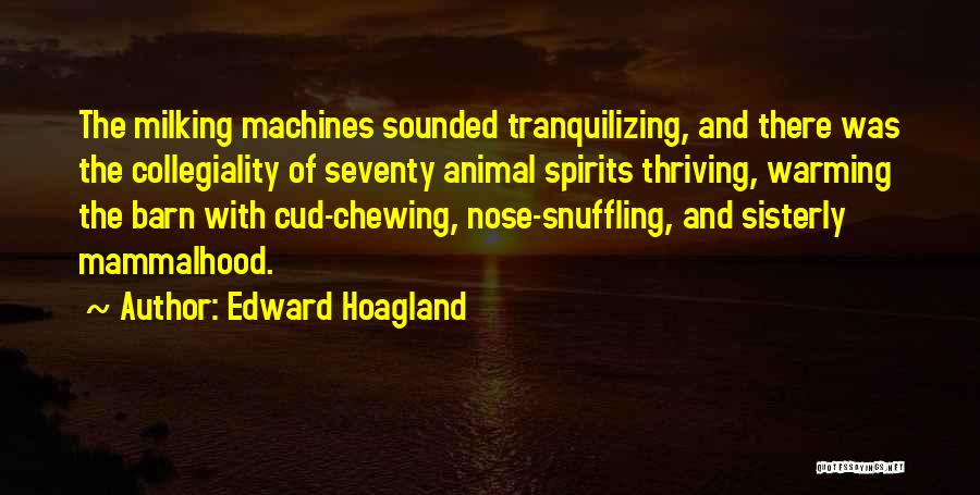 Edward Hoagland Quotes: The Milking Machines Sounded Tranquilizing, And There Was The Collegiality Of Seventy Animal Spirits Thriving, Warming The Barn With Cud-chewing,