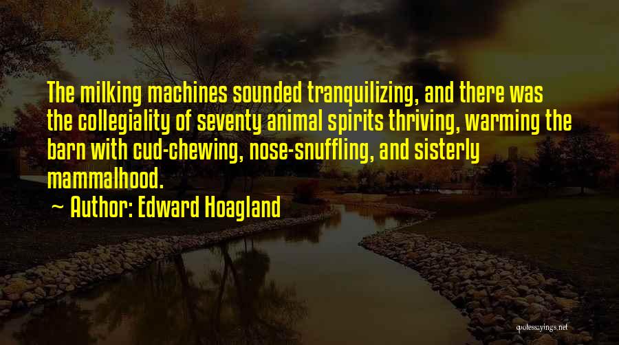 Edward Hoagland Quotes: The Milking Machines Sounded Tranquilizing, And There Was The Collegiality Of Seventy Animal Spirits Thriving, Warming The Barn With Cud-chewing,