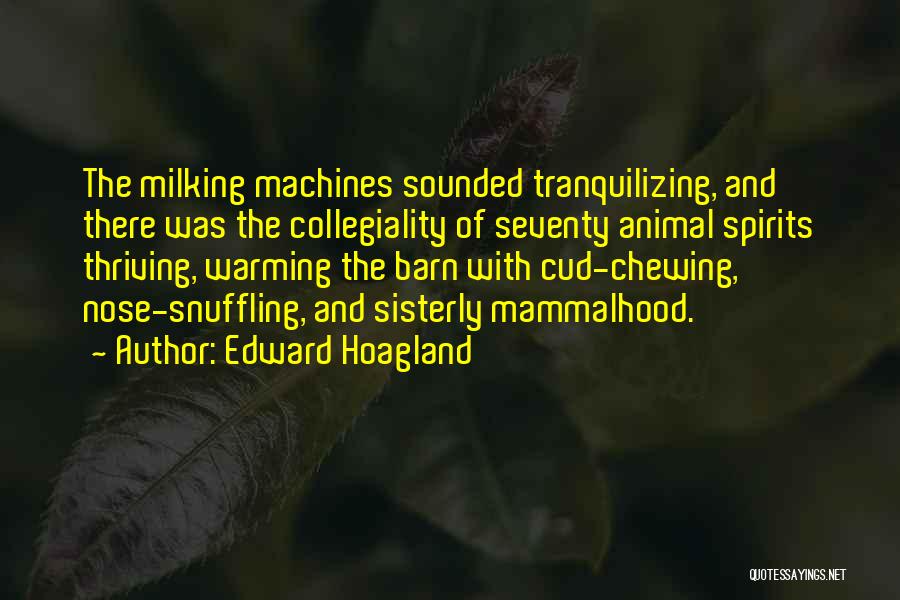 Edward Hoagland Quotes: The Milking Machines Sounded Tranquilizing, And There Was The Collegiality Of Seventy Animal Spirits Thriving, Warming The Barn With Cud-chewing,
