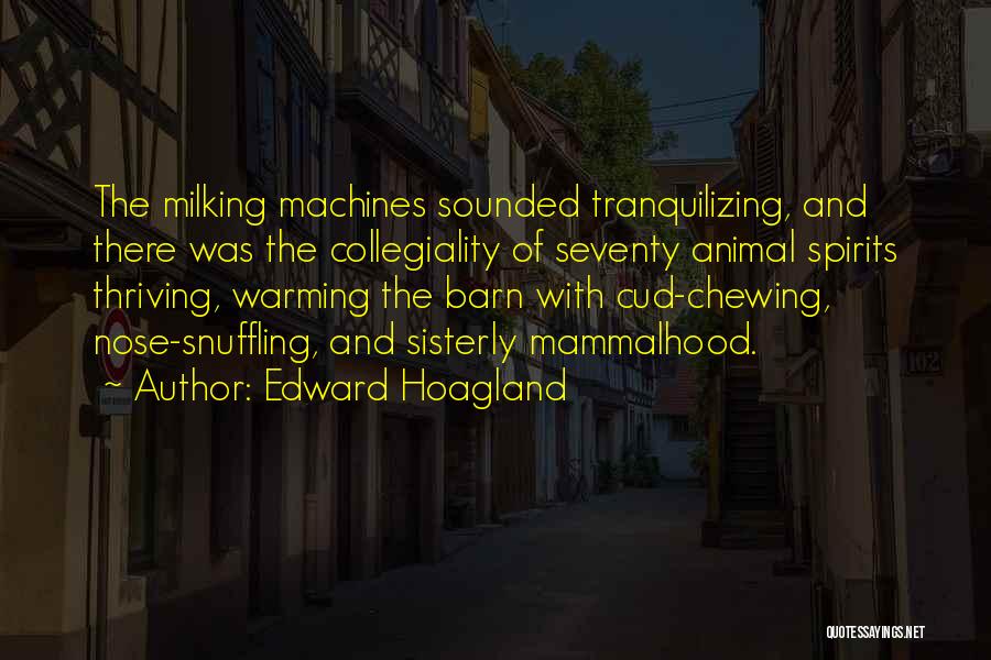 Edward Hoagland Quotes: The Milking Machines Sounded Tranquilizing, And There Was The Collegiality Of Seventy Animal Spirits Thriving, Warming The Barn With Cud-chewing,