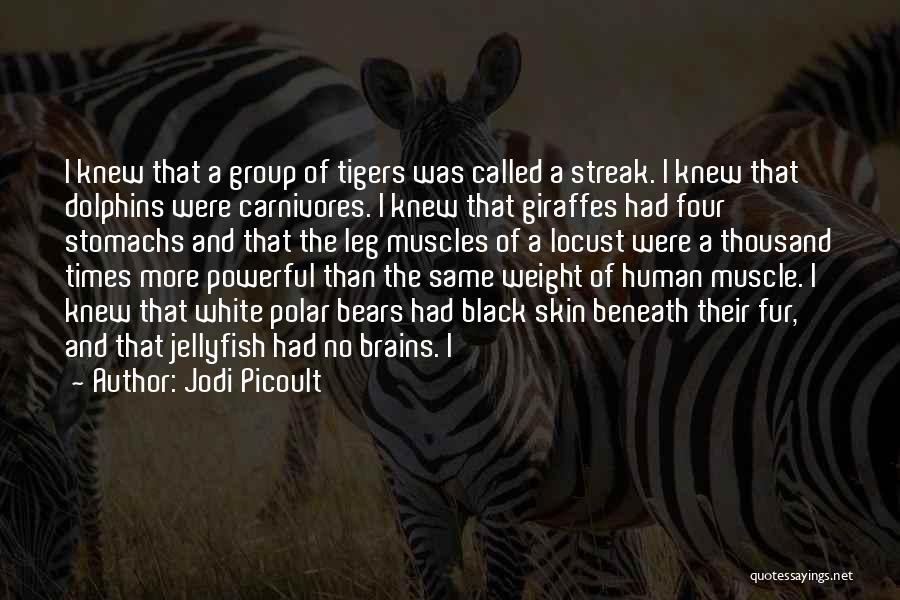 Jodi Picoult Quotes: I Knew That A Group Of Tigers Was Called A Streak. I Knew That Dolphins Were Carnivores. I Knew That