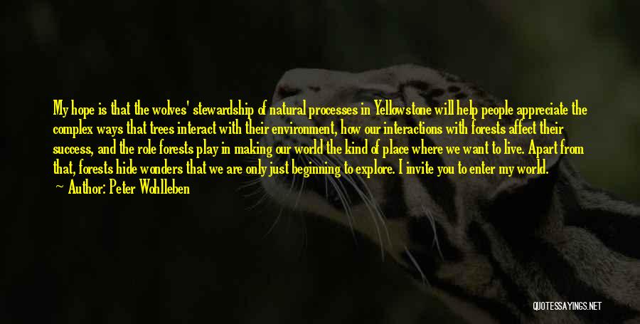 Peter Wohlleben Quotes: My Hope Is That The Wolves' Stewardship Of Natural Processes In Yellowstone Will Help People Appreciate The Complex Ways That