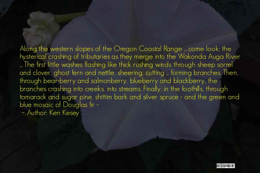 Ken Kesey Quotes: Along The Western Slopes Of The Oregon Coastal Range ... Come Look: The Hysterical Crashing Of Tributaries As They Merge