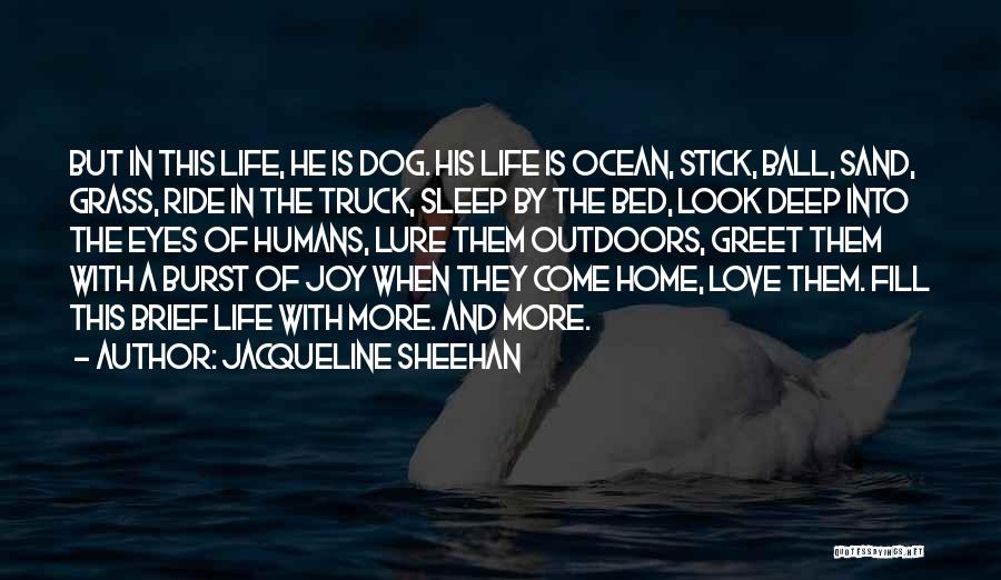 Jacqueline Sheehan Quotes: But In This Life, He Is Dog. His Life Is Ocean, Stick, Ball, Sand, Grass, Ride In The Truck, Sleep