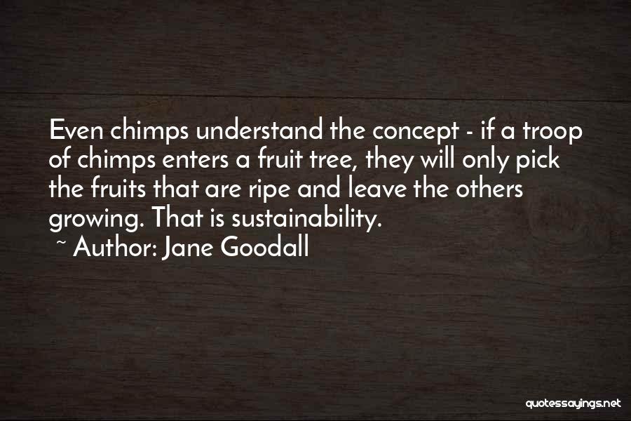Jane Goodall Quotes: Even Chimps Understand The Concept - If A Troop Of Chimps Enters A Fruit Tree, They Will Only Pick The