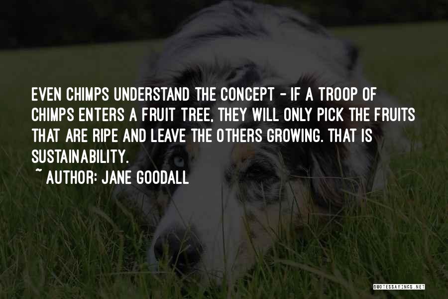 Jane Goodall Quotes: Even Chimps Understand The Concept - If A Troop Of Chimps Enters A Fruit Tree, They Will Only Pick The