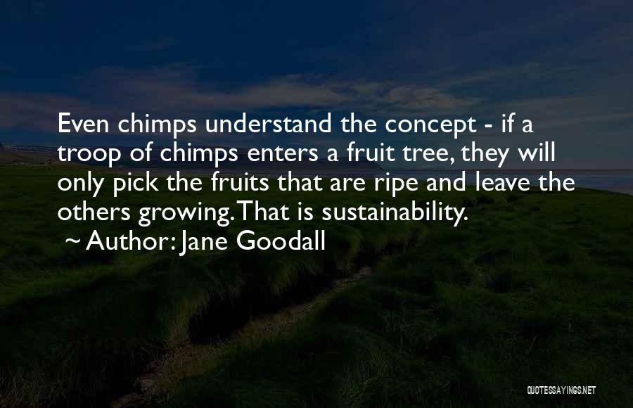 Jane Goodall Quotes: Even Chimps Understand The Concept - If A Troop Of Chimps Enters A Fruit Tree, They Will Only Pick The