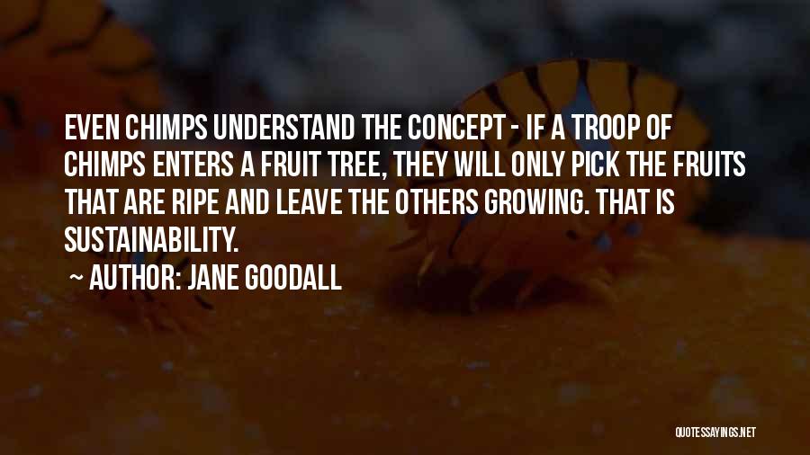 Jane Goodall Quotes: Even Chimps Understand The Concept - If A Troop Of Chimps Enters A Fruit Tree, They Will Only Pick The