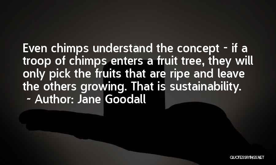 Jane Goodall Quotes: Even Chimps Understand The Concept - If A Troop Of Chimps Enters A Fruit Tree, They Will Only Pick The