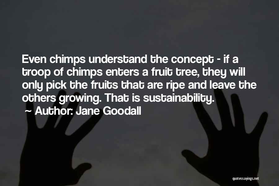 Jane Goodall Quotes: Even Chimps Understand The Concept - If A Troop Of Chimps Enters A Fruit Tree, They Will Only Pick The