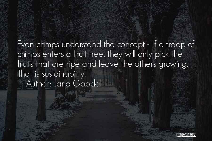 Jane Goodall Quotes: Even Chimps Understand The Concept - If A Troop Of Chimps Enters A Fruit Tree, They Will Only Pick The