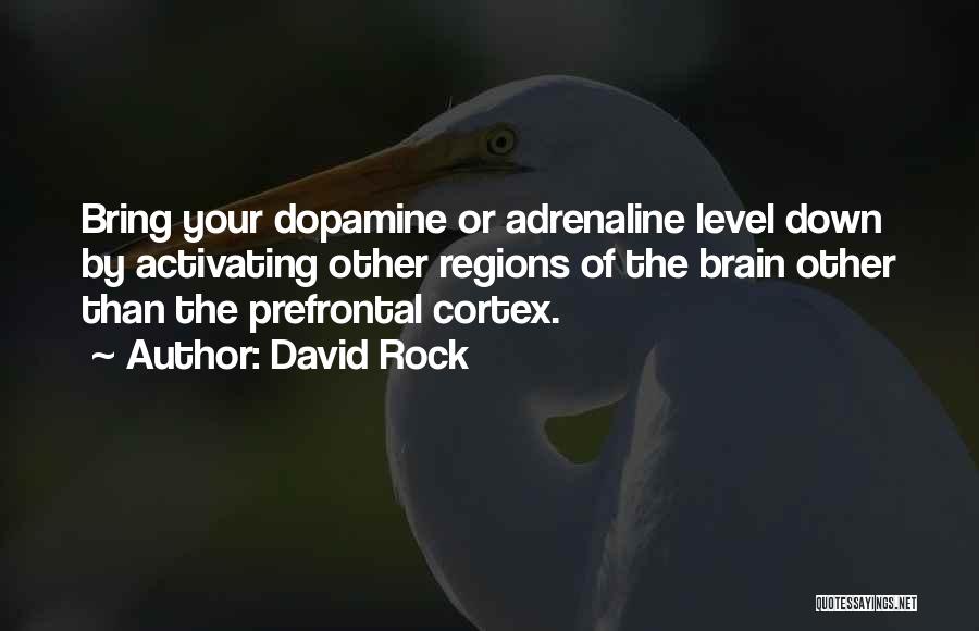 David Rock Quotes: Bring Your Dopamine Or Adrenaline Level Down By Activating Other Regions Of The Brain Other Than The Prefrontal Cortex.