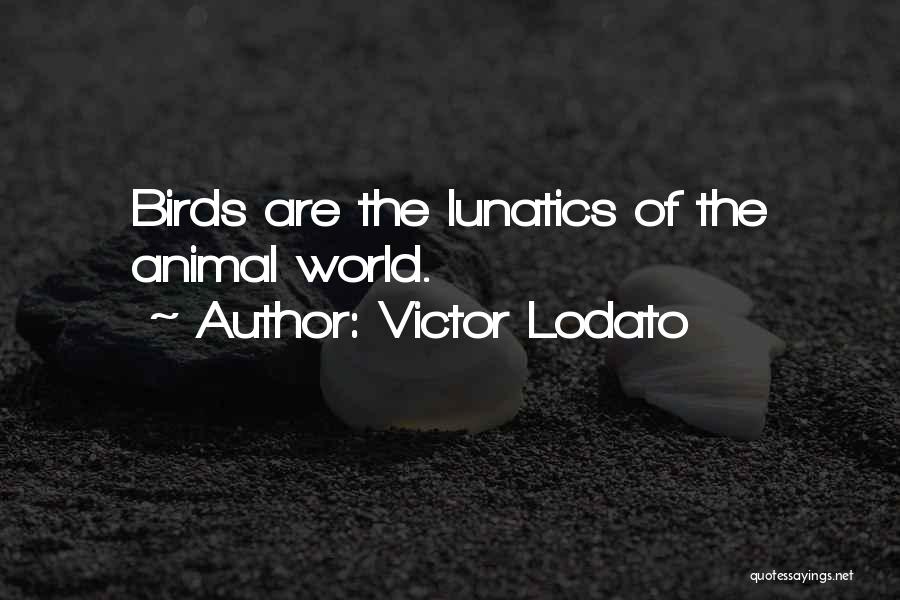 Victor Lodato Quotes: Birds Are The Lunatics Of The Animal World.