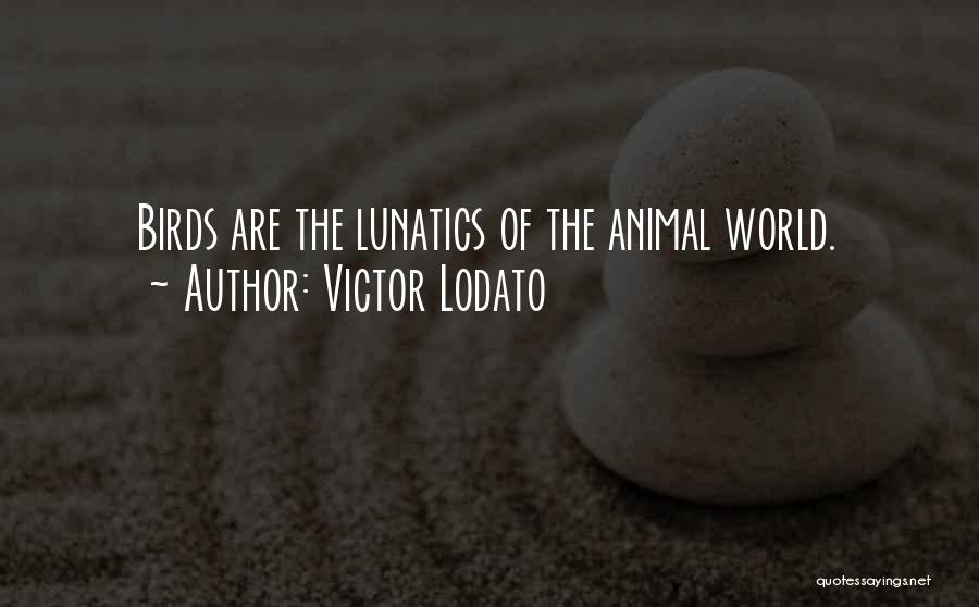 Victor Lodato Quotes: Birds Are The Lunatics Of The Animal World.