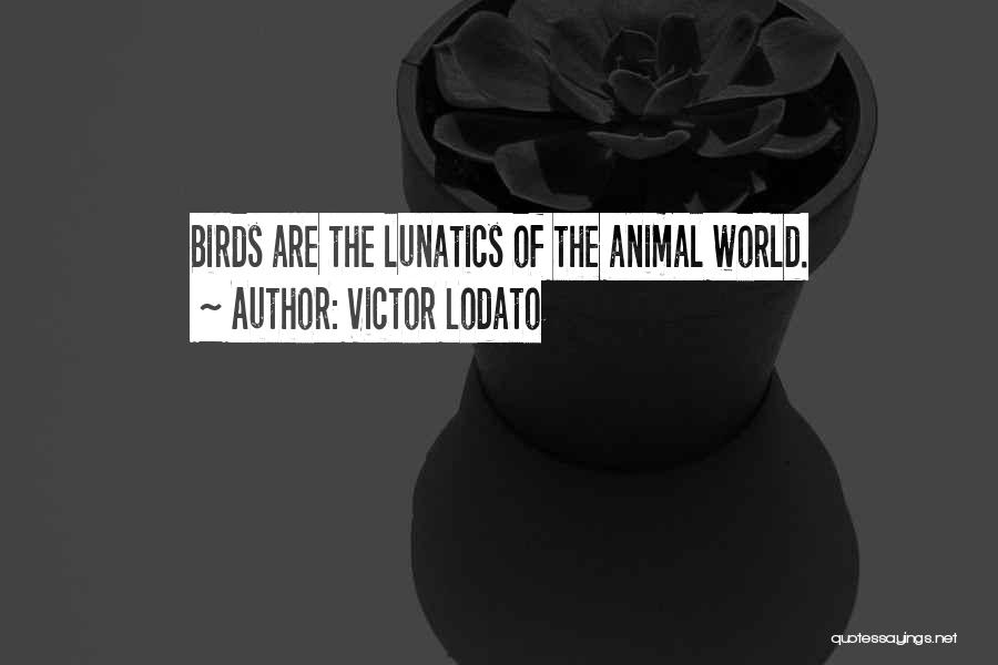 Victor Lodato Quotes: Birds Are The Lunatics Of The Animal World.