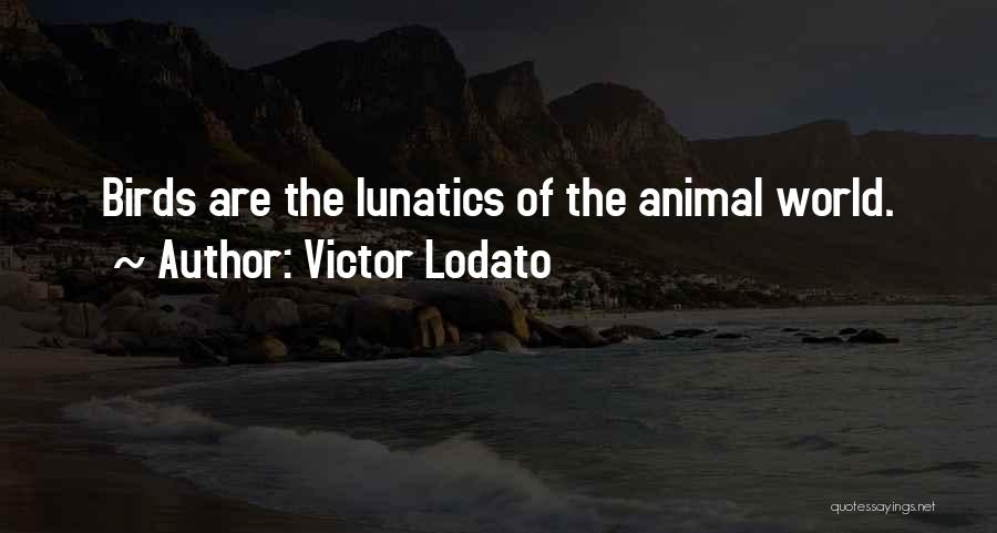 Victor Lodato Quotes: Birds Are The Lunatics Of The Animal World.