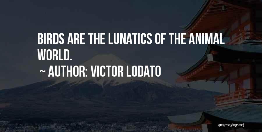 Victor Lodato Quotes: Birds Are The Lunatics Of The Animal World.