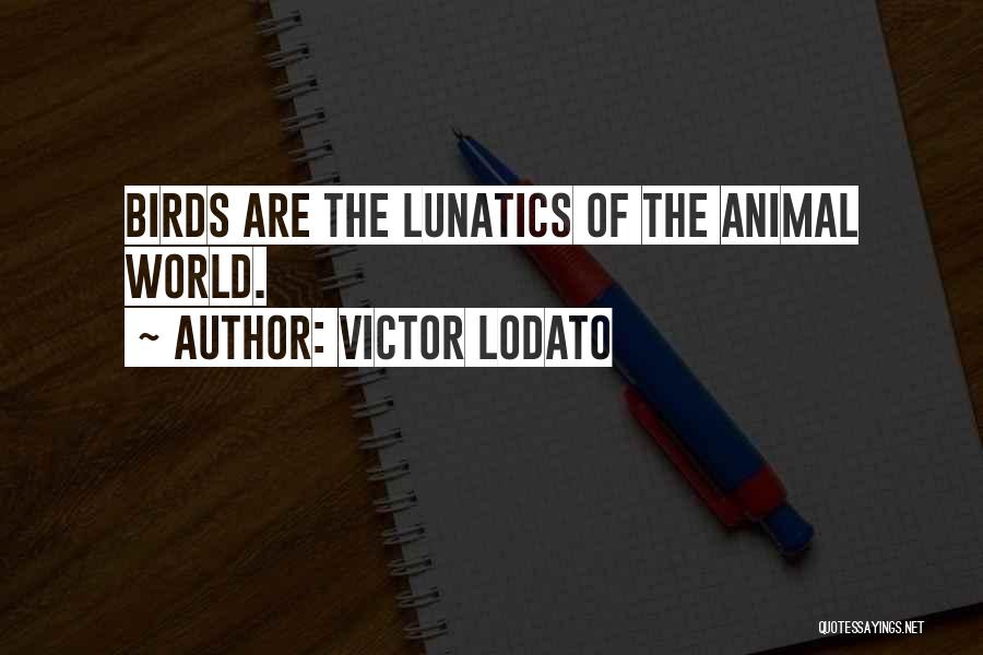 Victor Lodato Quotes: Birds Are The Lunatics Of The Animal World.