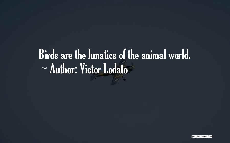 Victor Lodato Quotes: Birds Are The Lunatics Of The Animal World.