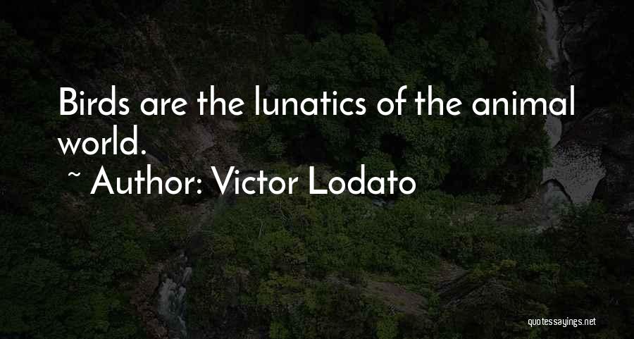 Victor Lodato Quotes: Birds Are The Lunatics Of The Animal World.