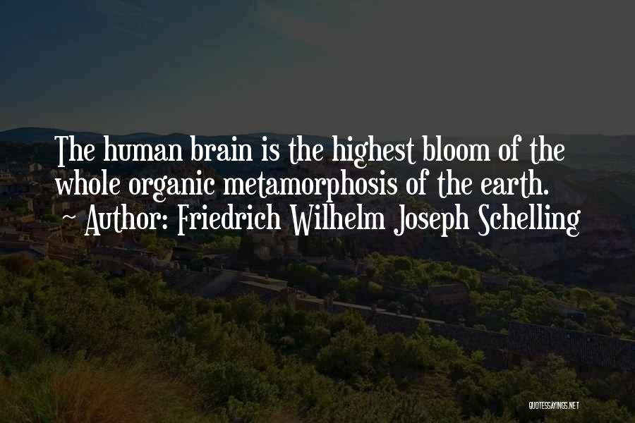 Friedrich Wilhelm Joseph Schelling Quotes: The Human Brain Is The Highest Bloom Of The Whole Organic Metamorphosis Of The Earth.