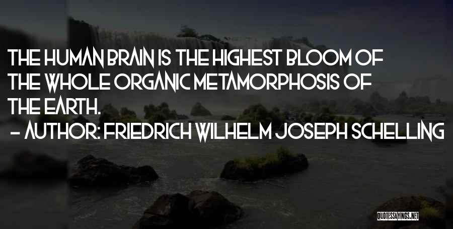 Friedrich Wilhelm Joseph Schelling Quotes: The Human Brain Is The Highest Bloom Of The Whole Organic Metamorphosis Of The Earth.