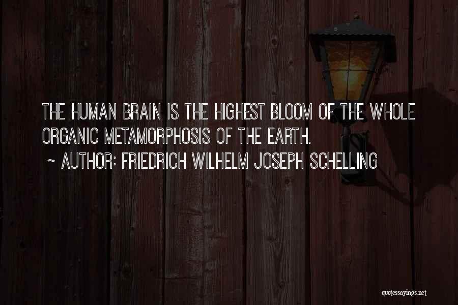 Friedrich Wilhelm Joseph Schelling Quotes: The Human Brain Is The Highest Bloom Of The Whole Organic Metamorphosis Of The Earth.